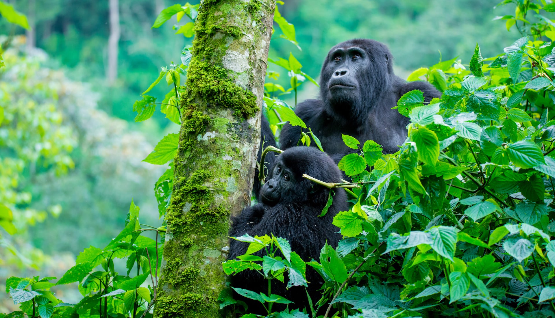 Bwindi Forest
